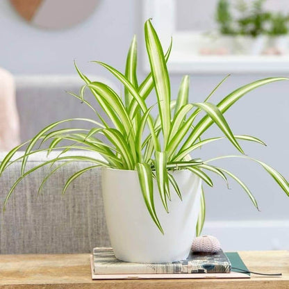 Chlorophytum Comosum plant