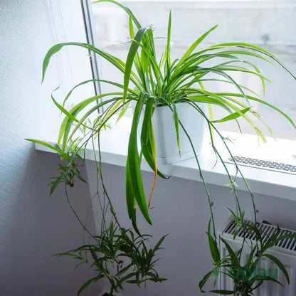 Chlorophytum Comosum plant