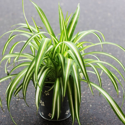 Chlorophytum Comosum plant