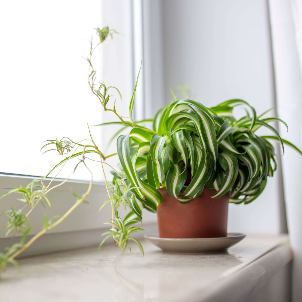 Chlorophytum Comosum plant