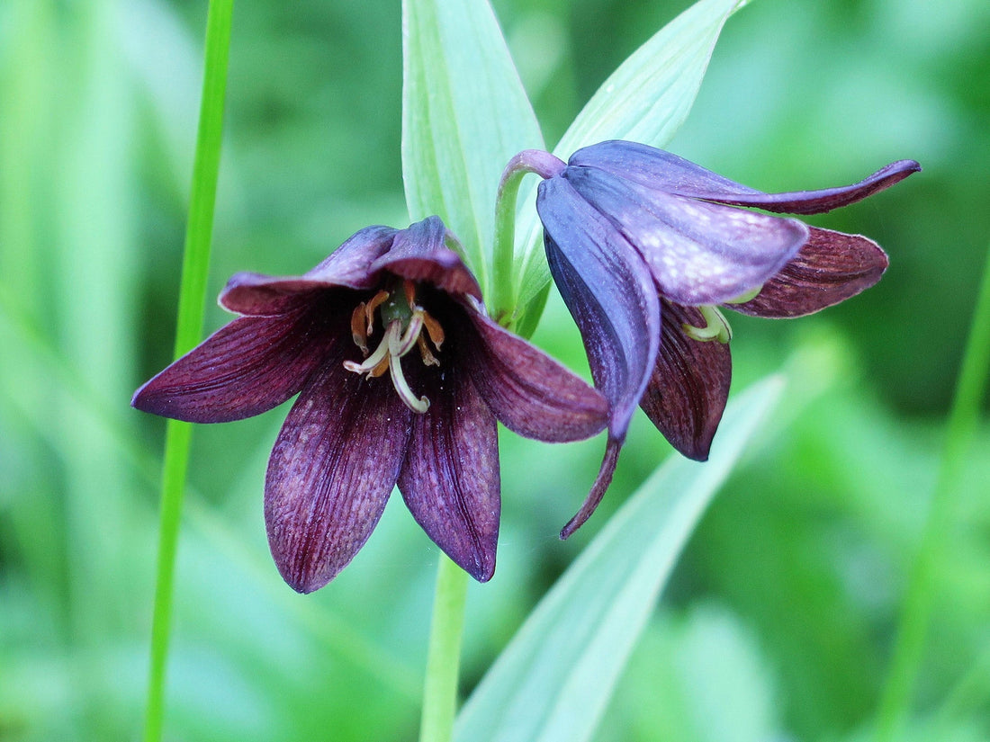 Chocolate Lily flower seeds