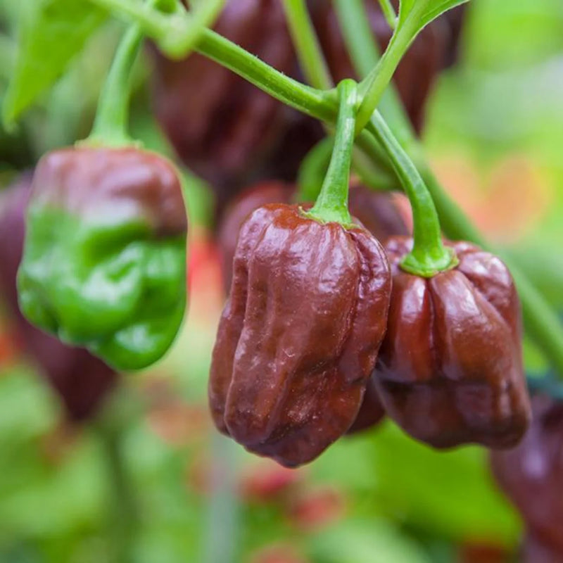 Chocolate Pepper Seeds for Planting – Heirloom Non-GMO Garden Seeds