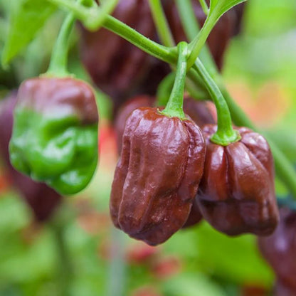 Chocolate Pepper Seeds for Planting – Heirloom Non-GMO Garden Seeds