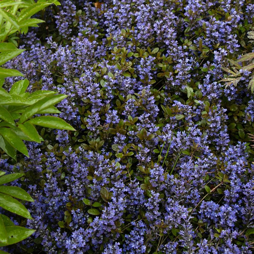 Chocolate Chip Ajuga plant