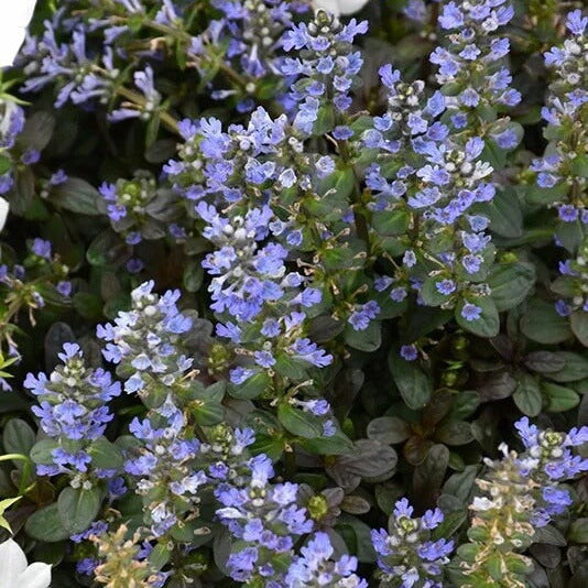 Chocolate Chip Ajuga plant