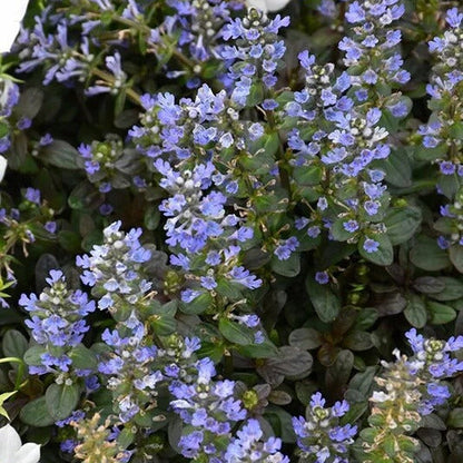 Chocolate Chip Ajuga plant