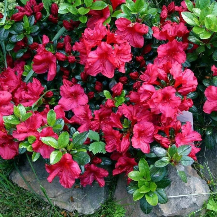 Chocolate azalea plant