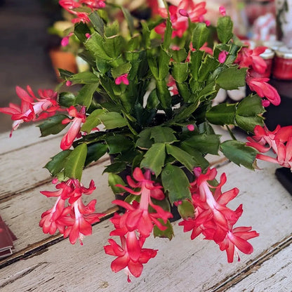 Schlumbergera flower seeds