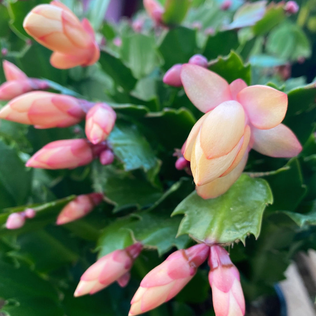 Peach Schlumbergera flower seeds