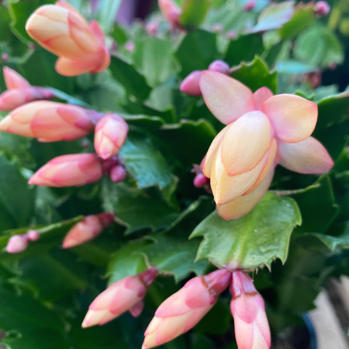 Schlumbergera Peach flower seeds