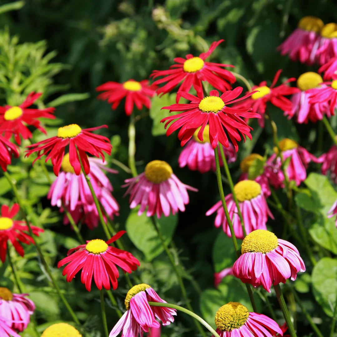 Pyrethrum flower seeds