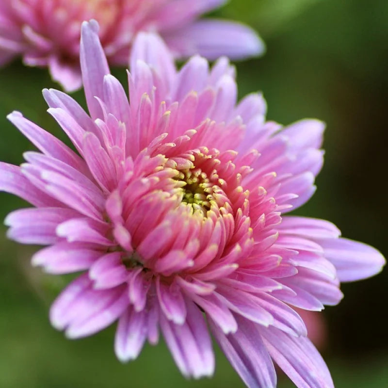 Baby Pink flower seeds