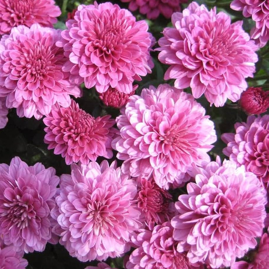Chrysanthemum plant