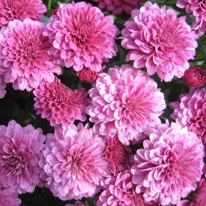 Chrysanthemum plant