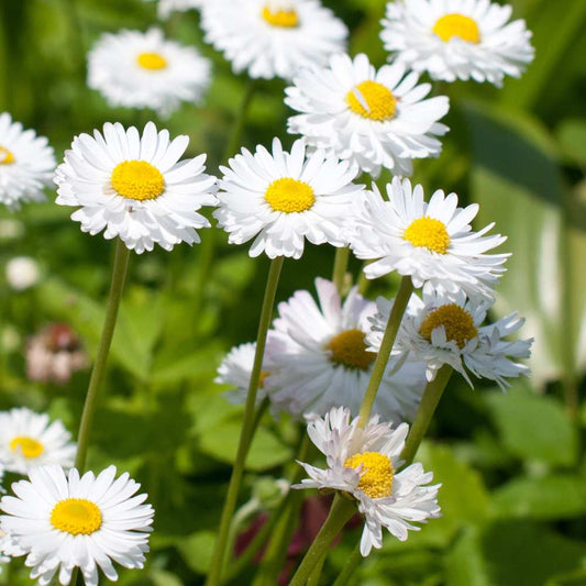 White Paludosum flower seeds