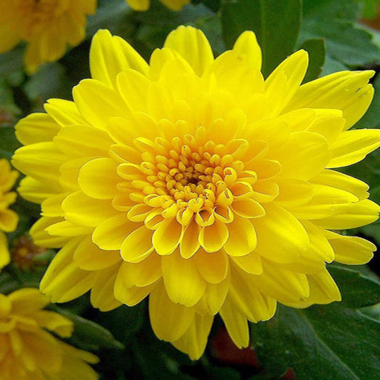 Bright Yellow flower seeds