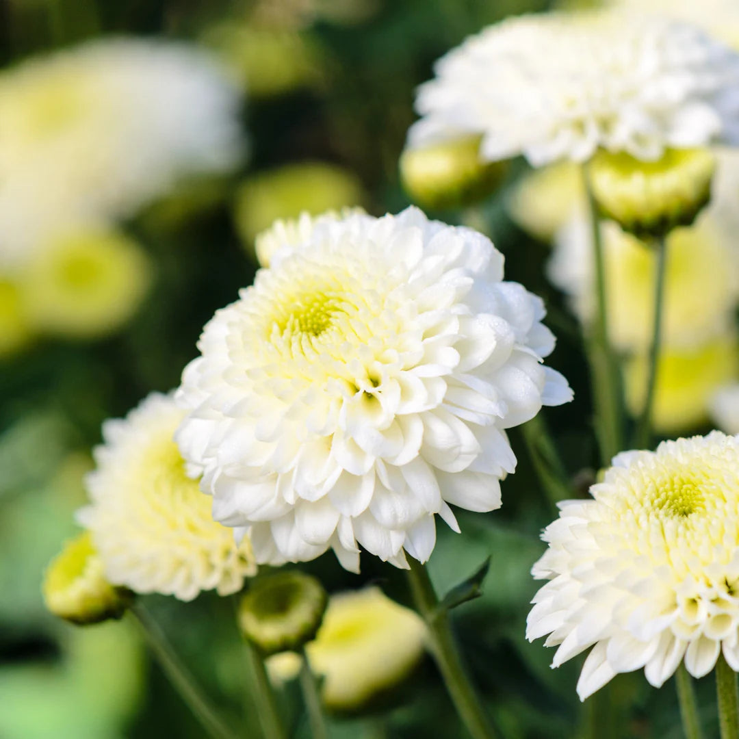Dutch Chrysanthemum flower seeds