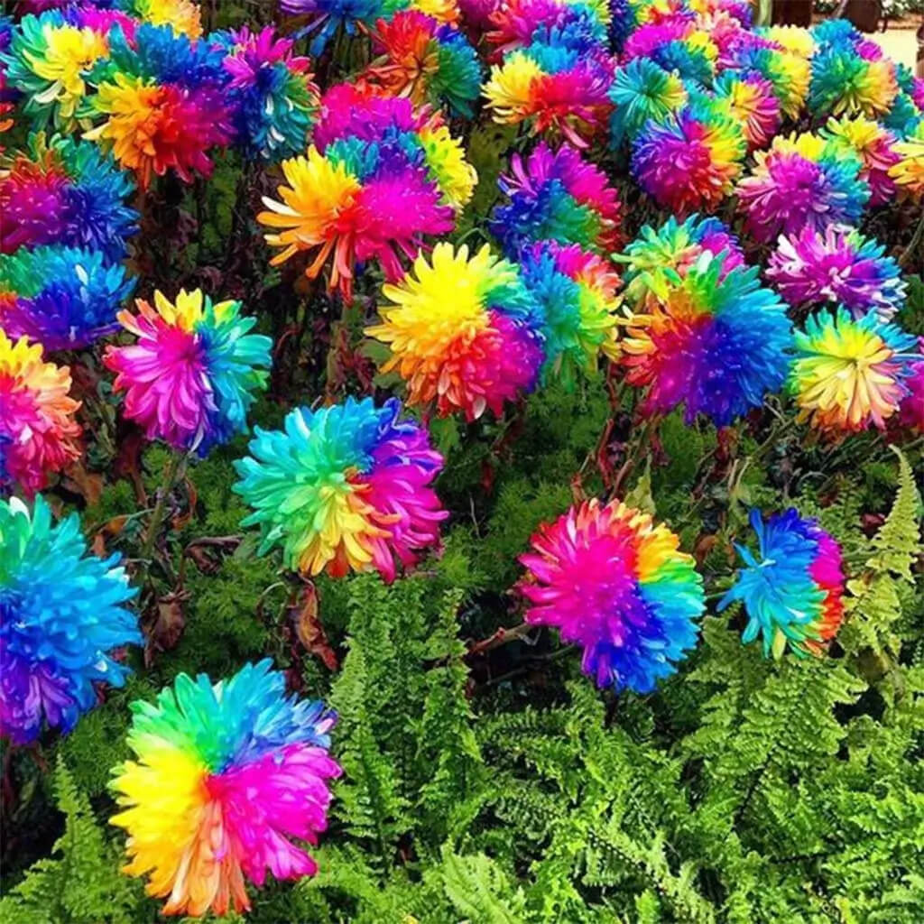 and Diverse Chrysanthemum plant