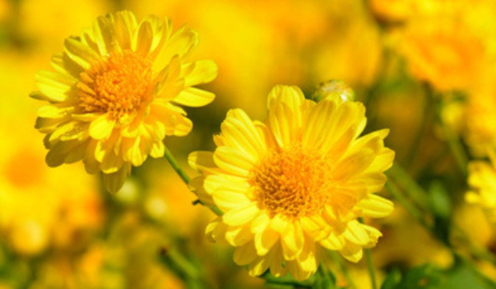 Chrysanthemum Indicum plant