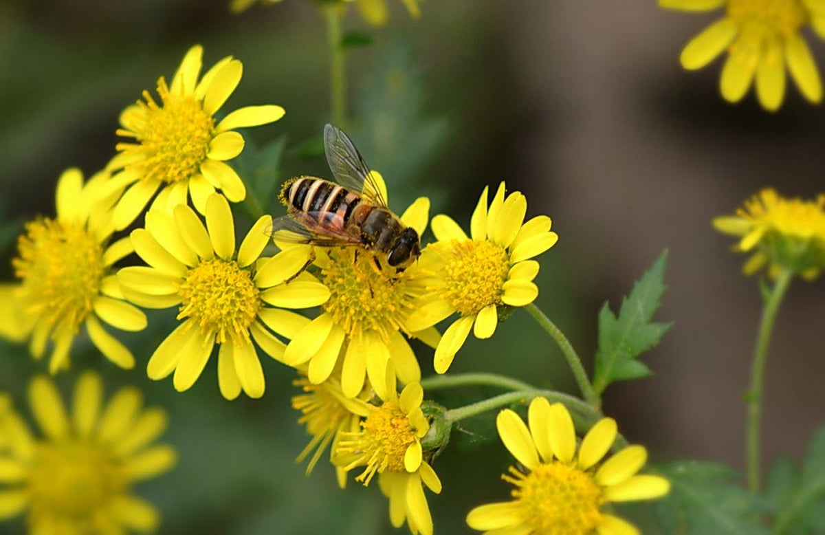 Chrysanthemum Indicum plant