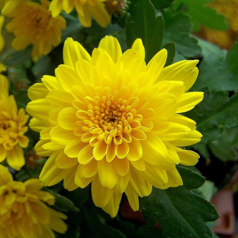 Chrysanthemum Indicum plant