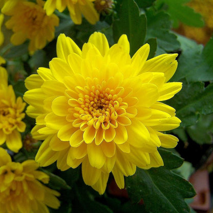 Chrysanthemum Indicum plant