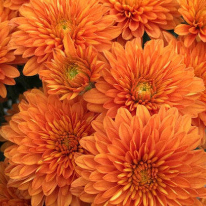 Orange Wildflower Chrysanthemum plant
