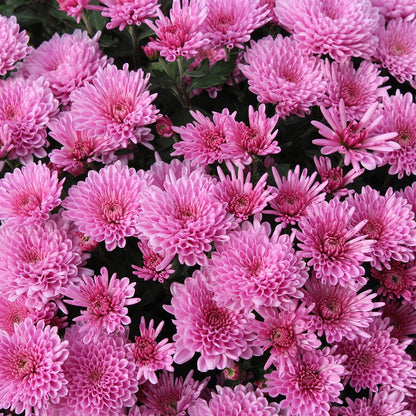 Chrysanthemum plant