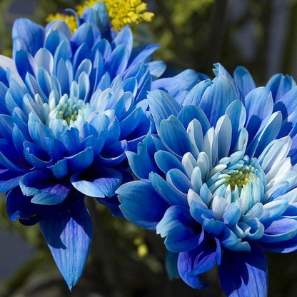 Blue Chrysanthemum plant
