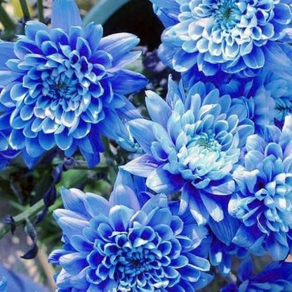 Blue Chrysanthemum plant