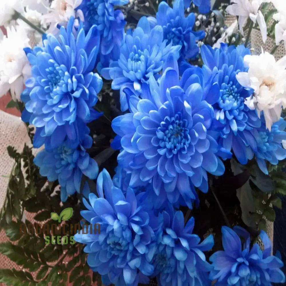 Blue Chrysanthemum plant