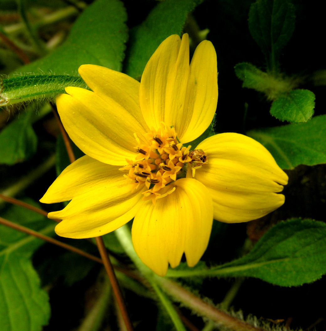 Chrysogonum flower seeds