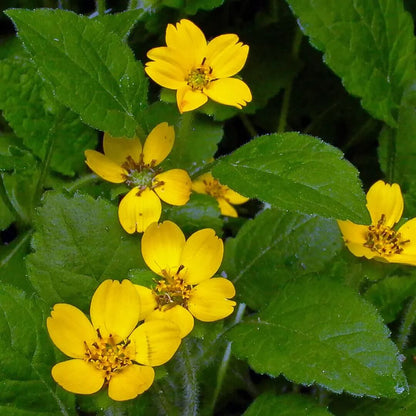 Chrysogonum Virginianum plant