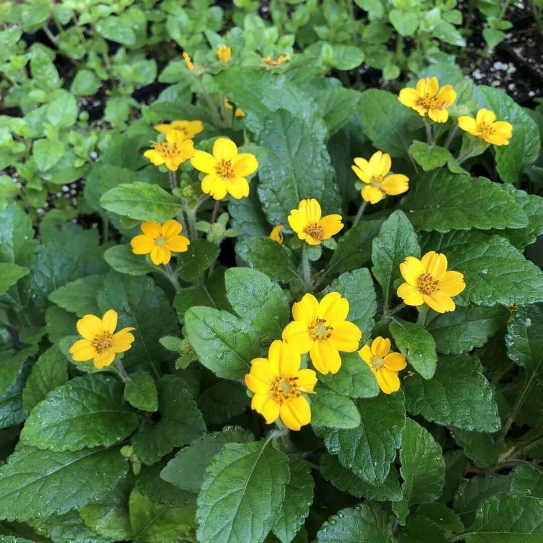 Chrysogonum Virginianum plant
