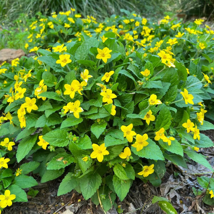 Chrysogonum Virginianum plant
