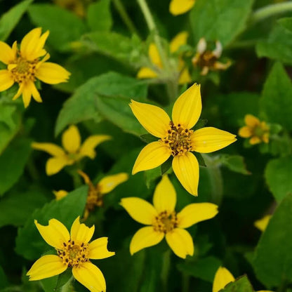 Chrysogonum Virginianum plant