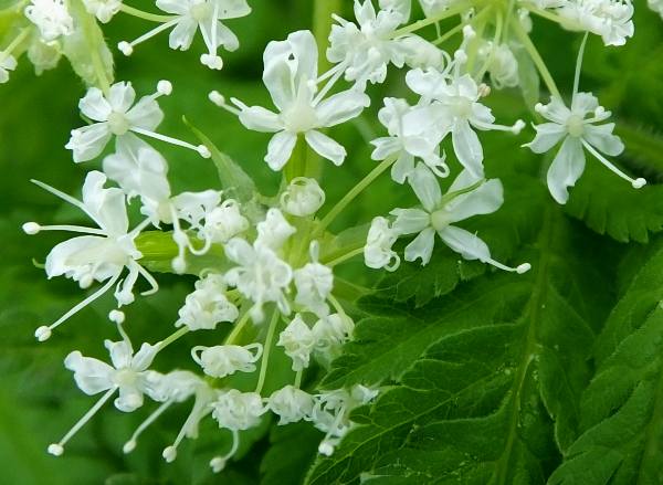 Cicely Myrrhis flower seeds