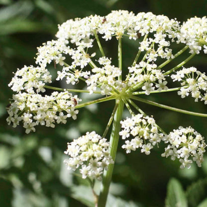 Cicuta Maculata plant