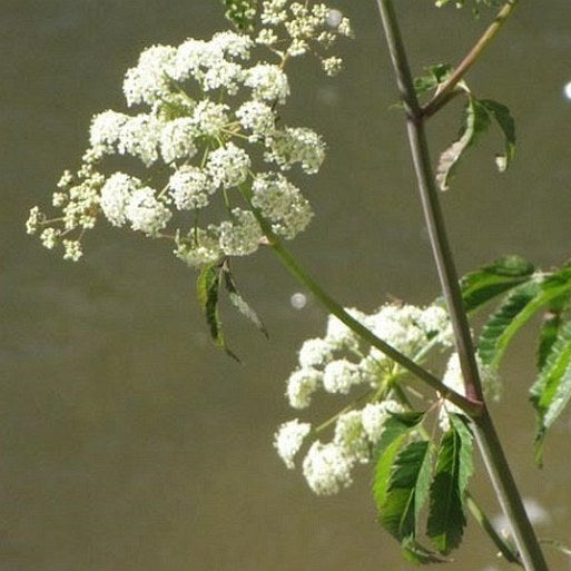 Cicuta Maculata plant