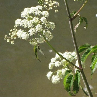 Cicuta Maculata plant