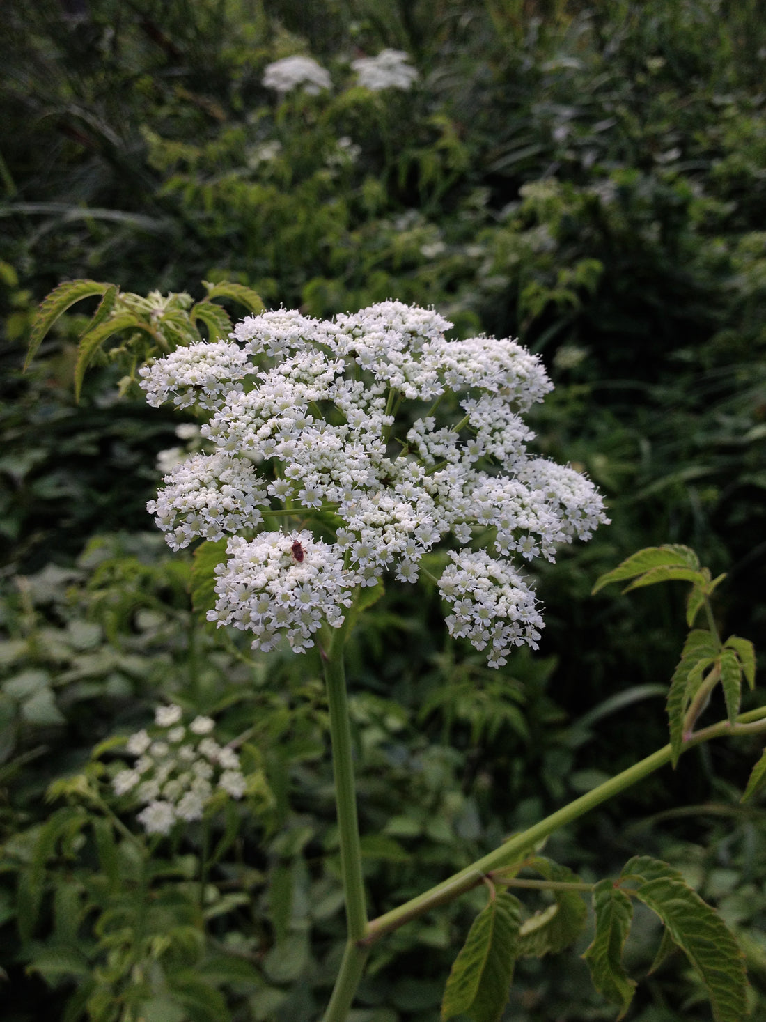 Cicuta Maculata flower seeds