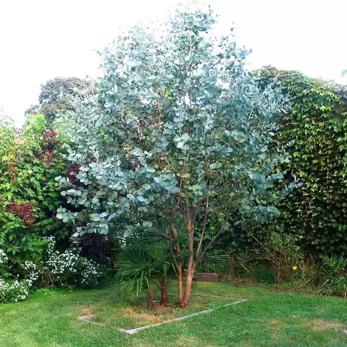Eucalyptus Gunnii Tree with Smooth Ornamental Bark