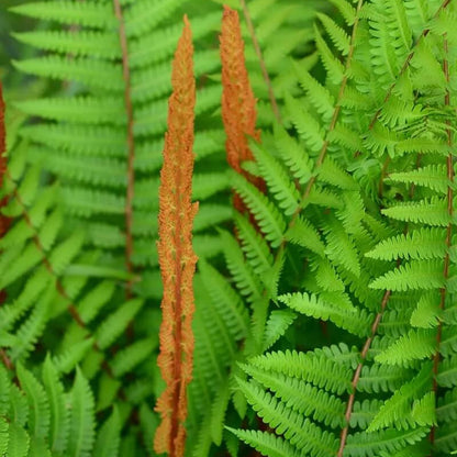 Cinnamon Fern Spores plant