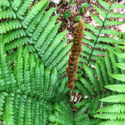 Cinnamon Fern Spores plant