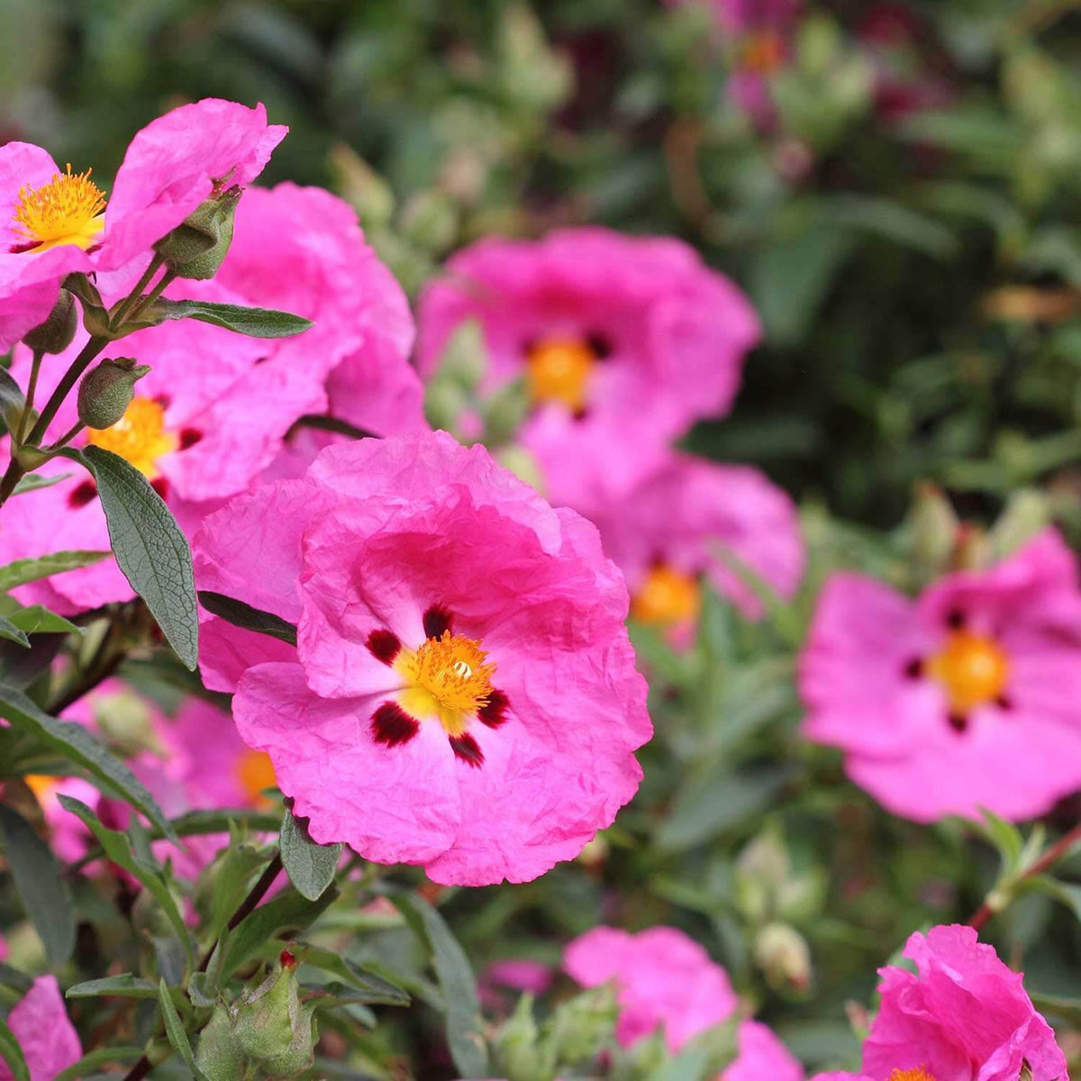 Pink Rock Rose plant