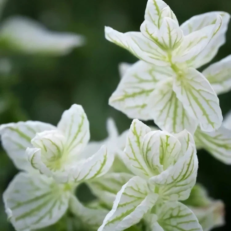 Clary Sage plant