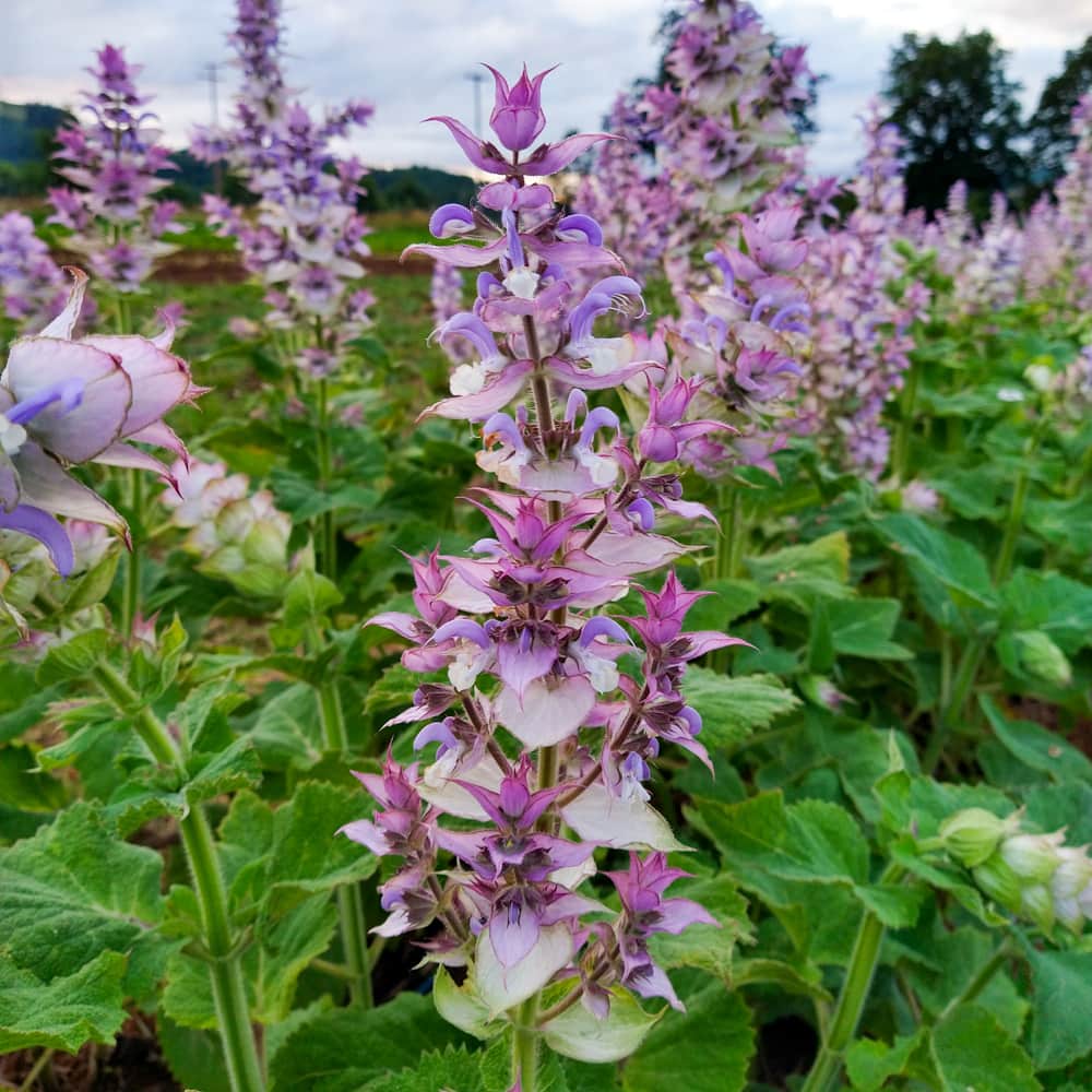 Aromatic Clary Sage plant