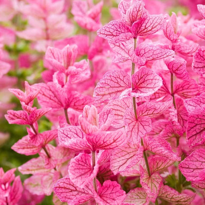 Pink Clary Sage plant