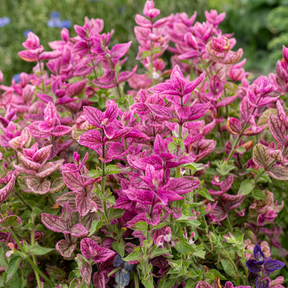 Pink Clary Sage plant