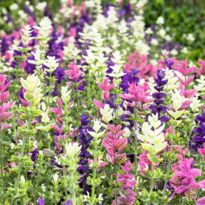 horminum Clary Sage plant